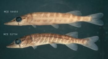 Media type: image; Ichthyology 52756